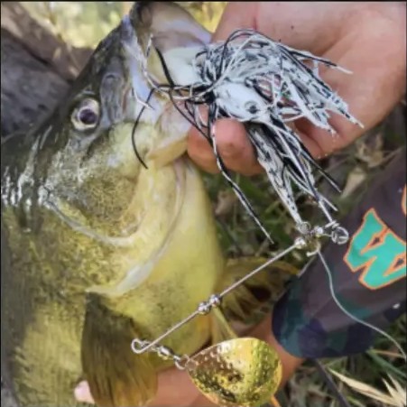 Fish caught on a Gangster Lures spinnerbait